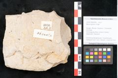Foto (Objekt + Etikett) von Myrica lignitum Unger (NHMW-GEO-2024-0188-4036)